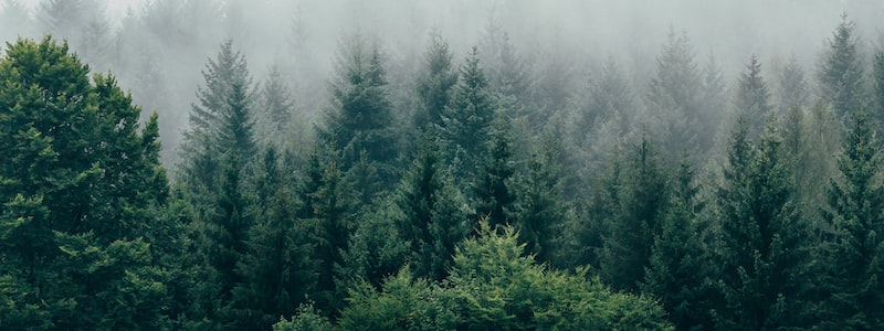 JS 中 JSON 数组转换树形结构